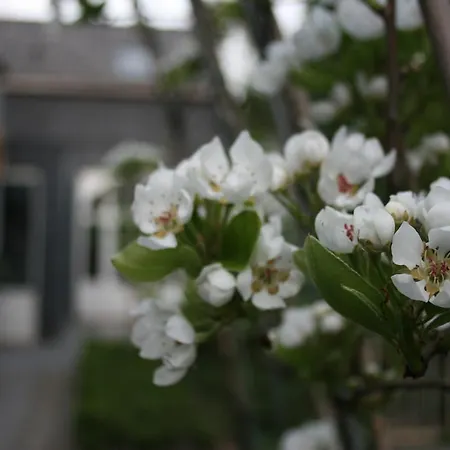 Casa Lucinda Bed & Breakfast Gent